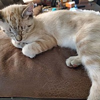 adopt a pet