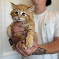 adopt a pet