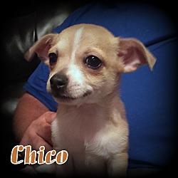 Thumbnail photo of Chico #4