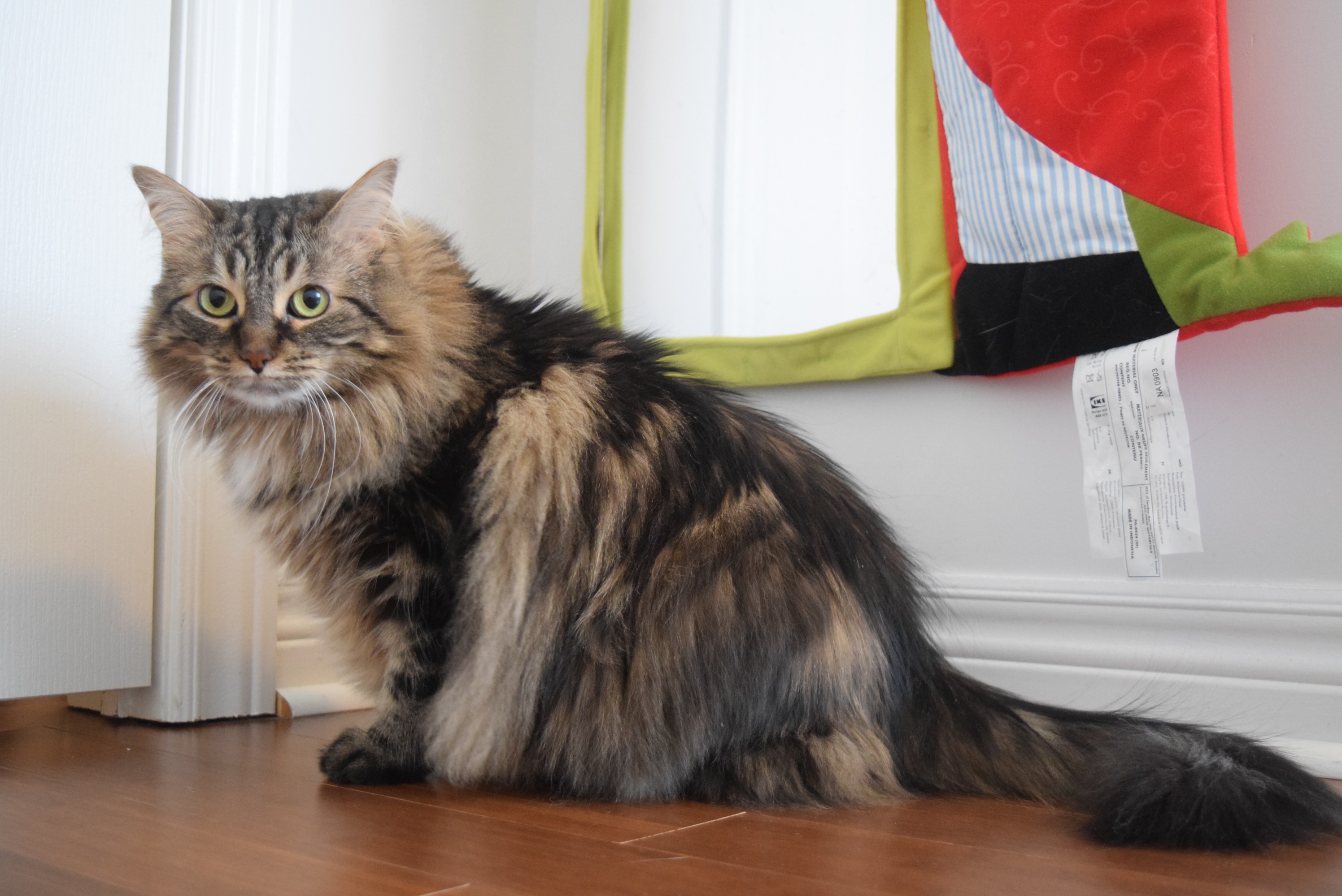 Toronto/GTA, ON   Norwegian Forest Cat. Meet Jade a Pet for ...