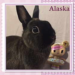 Thumbnail photo of Alaska #1