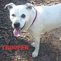 Thumbnail photo of TROOPER #4