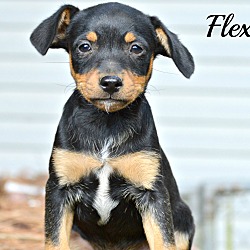 Thumbnail photo of Flex~adopted! #1