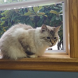 Manx Kittens For Sale In Washington Adoptapetcom