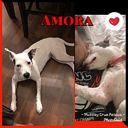 Thumbnail photo of Amora #1