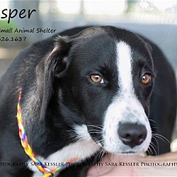 Photo of Casper