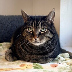 Thumbnail photo of Duke #1