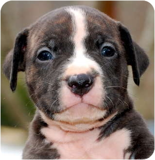 Atlanta Ga American Bulldog Meet Isaac A Pet For Adoption