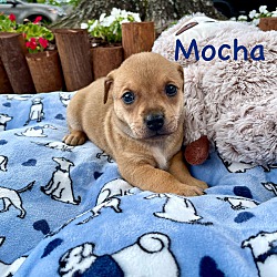 Thumbnail photo of MOCHA #1