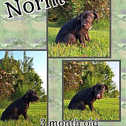 Thumbnail photo of Norm - Cheers Litter #1