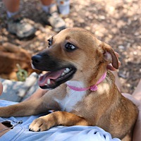 adopt a pet