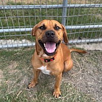 adopt a pet