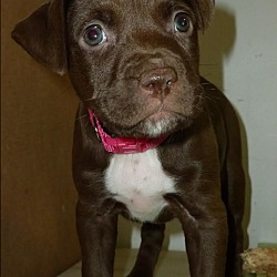 Thumbnail photo of Rose-Adopted! #1