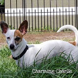 Thumbnail photo of Charming Charlie #2