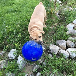 Cane Corso Puppies For Sale In Kentucky Adoptapetcom