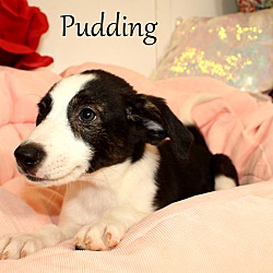Thumbnail photo of Pudding ~ meet me! #3