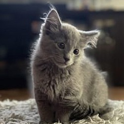 Photo of Kitten in Kenai - Melman