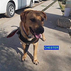 Photo of CHESTER