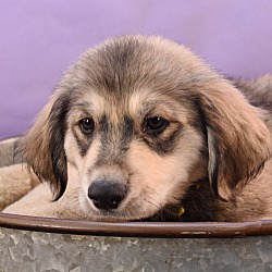 Thumbnail photo of Su-Paw-Star Pups - Brad Sit #1
