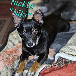 Photo of Nickle