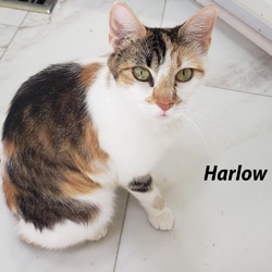 Photo of Harlow