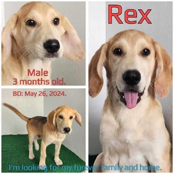 Thumbnail photo of Rex #1