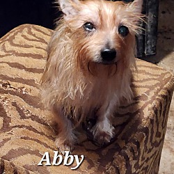 Thumbnail photo of Abby #1