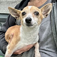adopt a pet
