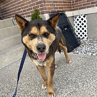 adopt a pet