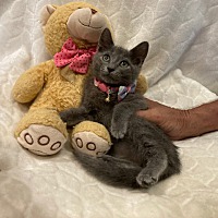 adopt a pet