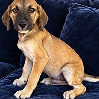BONFIRE BOO ~ MEET ME! - Boxer / Beagle available for adoption