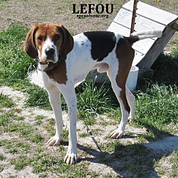 Thumbnail photo of Lefou #1