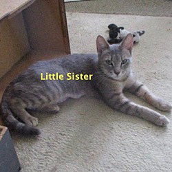 Thumbnail photo of Little Sister-adopted 8-27-19 #3