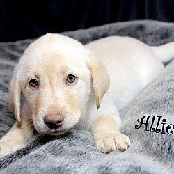 Thumbnail photo of Allie~adopted! #2