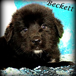 Thumbnail photo of Beckett~adopted! #1