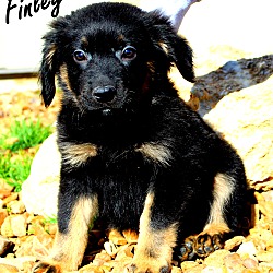 Thumbnail photo of Finley~adopted! #1