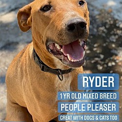 Thumbnail photo of Ryder #3