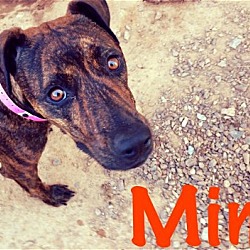 Thumbnail photo of MIMI #1