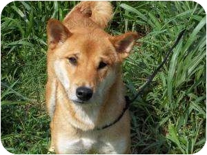 blue heeler shiba inu mix