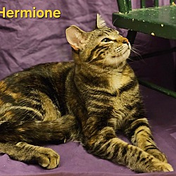 Photo of Hermione