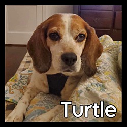 Thumbnail photo of Turtle #2