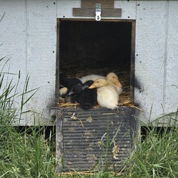 Photo of Ducks Peking and Other