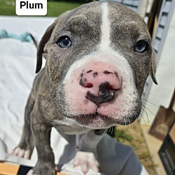 Photo of Plum (24-056 D)