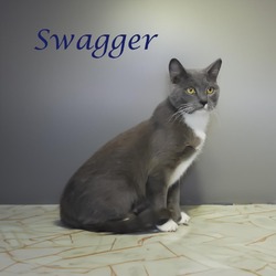 Thumbnail photo of Swagger C24-270 #1