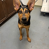 adopt a pet