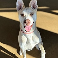 adopt a pet