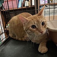 adopt a pet