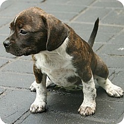 Thumbnail photo of Smiley,best beagle boy! #3
