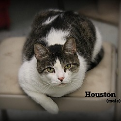Thumbnail photo of Houston #1