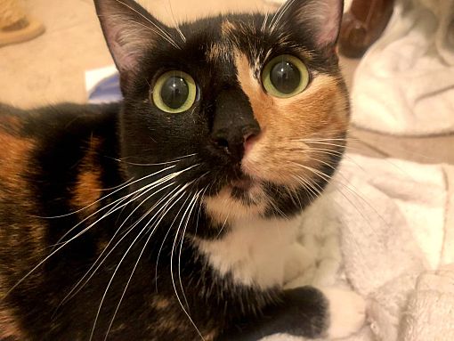 two faced calico cat